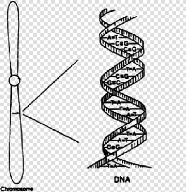 A Chromosome Sketch With A Small Region Expanded To   Sketch Of Dna Structure  HD Png DownloadTransparent PNG