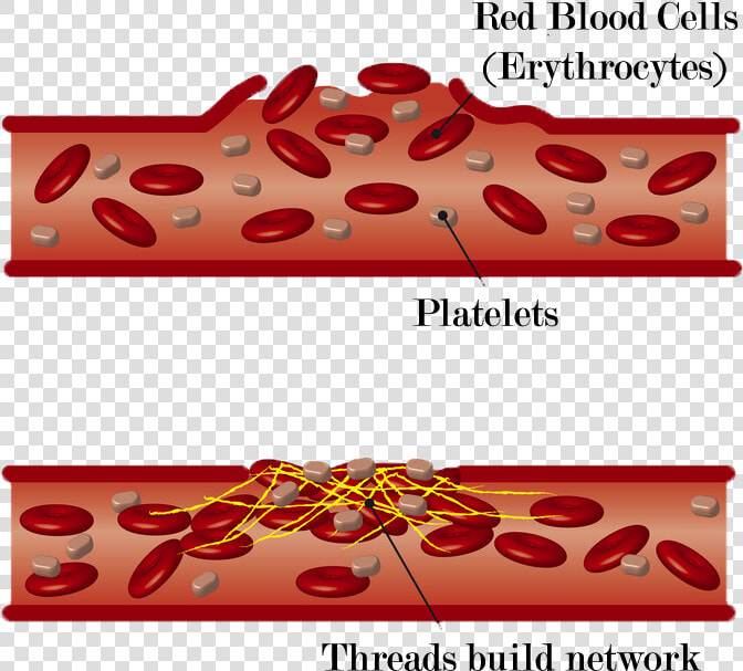 Blood Clot Cartoon  HD Png DownloadTransparent PNG