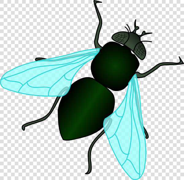 Green House Fly Svg Clip Arts   Fly Clipart  HD Png DownloadTransparent PNG