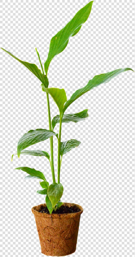 Flowerpot  HD Png DownloadTransparent PNG