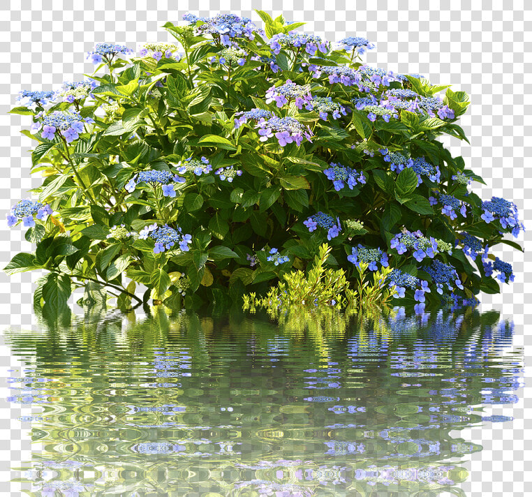 Hydrangea Bush Png   Rose Tree Bush Png  Transparent PngTransparent PNG