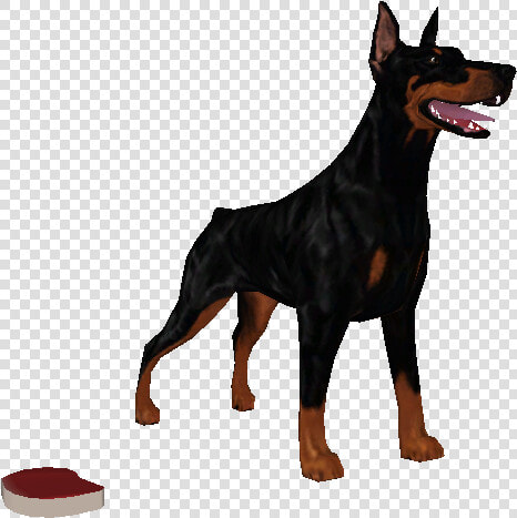 Download Zip Archive   Dobermann  HD Png DownloadTransparent PNG