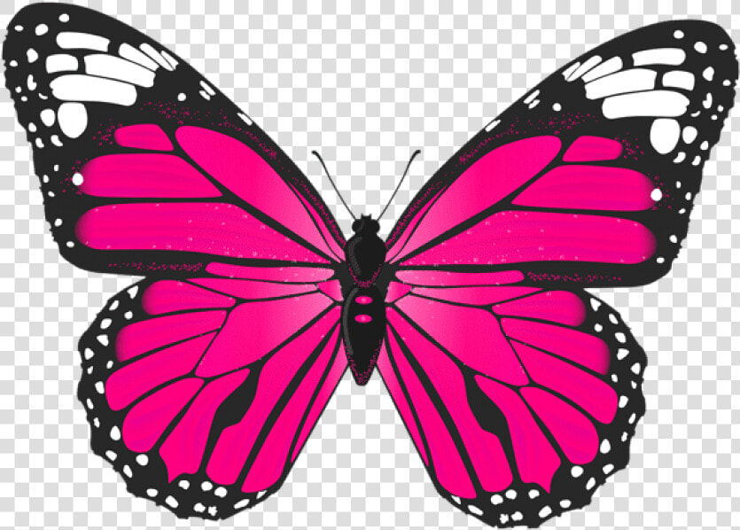 Pink Butterfly Png   Butterfly Pink  Transparent PngTransparent PNG