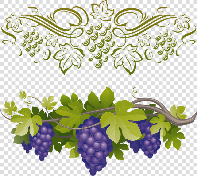 Transparent Green Grapes Clipart   Border Grapes Clipart Png  Png DownloadTransparent PNG