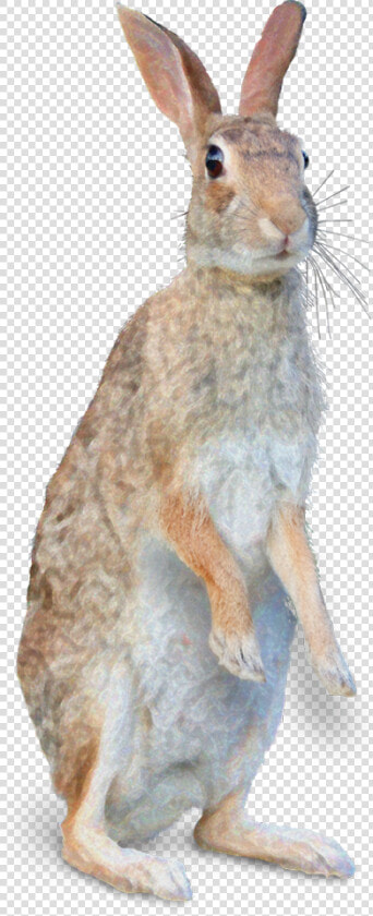 Mister Rabbit   Wild Rabbit Png  Transparent PngTransparent PNG