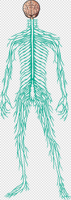 Human Nervous System Transparent  HD Png DownloadTransparent PNG