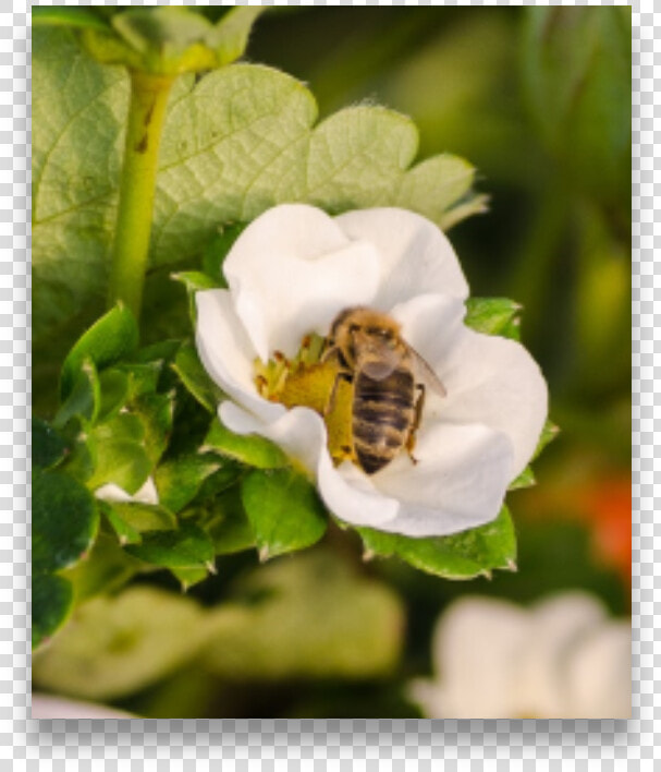 Insects On Strawberry Flower   White Trillium  HD Png DownloadTransparent PNG