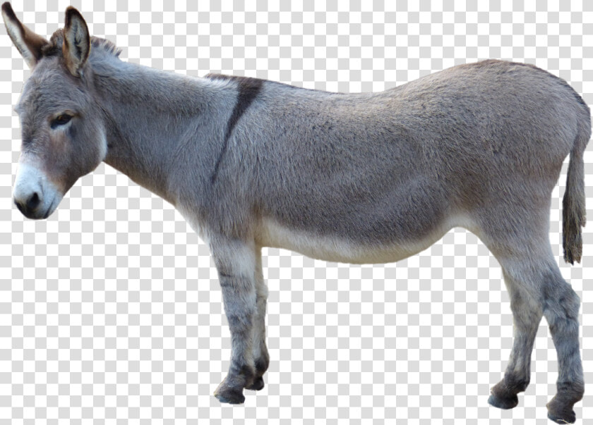 Donkey Png Pic   Donkey Png  Transparent PngTransparent PNG