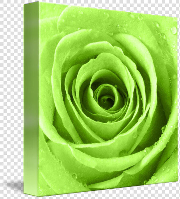 Transparent Water Droplets Png   Lime Green Rose  Png DownloadTransparent PNG