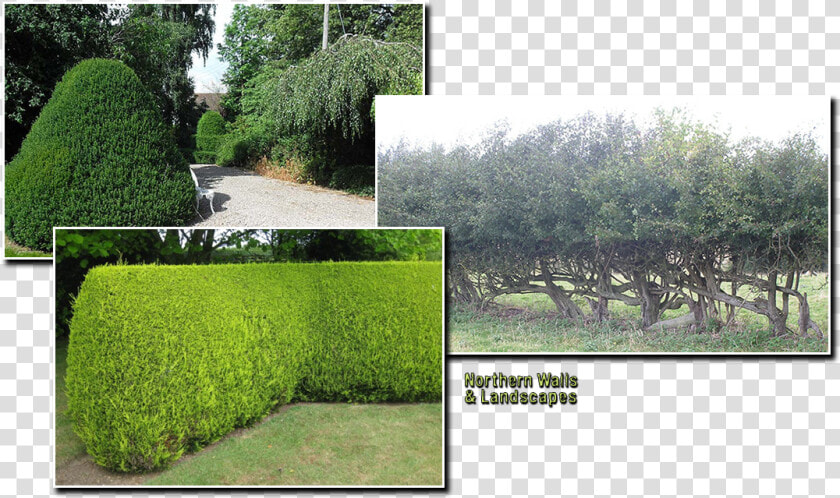 Placeholder Image   Hedge  HD Png DownloadTransparent PNG