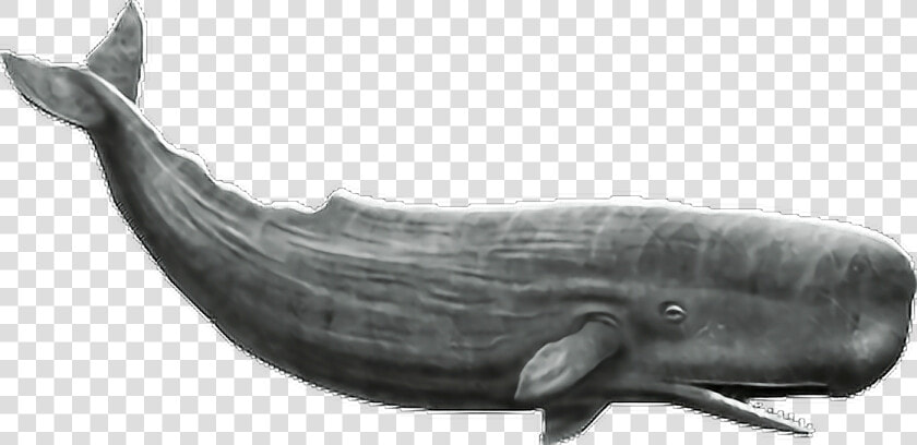 Sperm Whale No Background   Transparent Cartoons   Whale Png  Png DownloadTransparent PNG