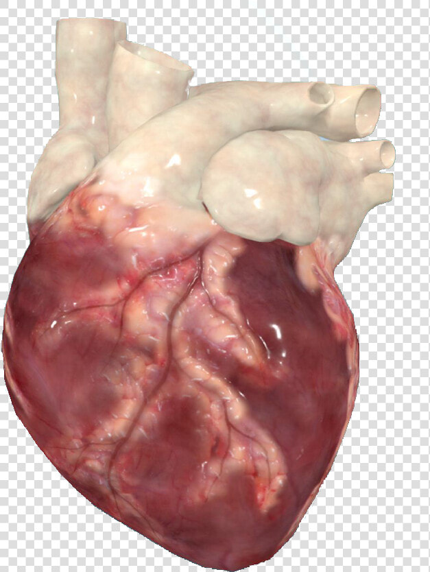 Transparent Realistic Heart Png   Liver  Png DownloadTransparent PNG