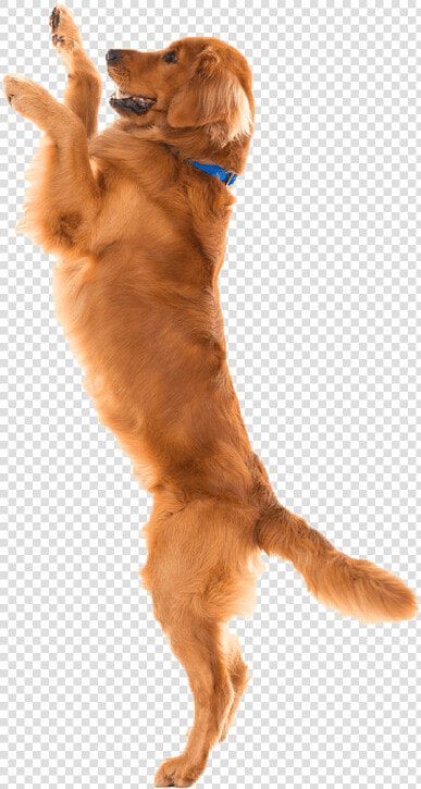 Dog Food Cat Joint Pet   Transparent Dog Jumping Png  Png DownloadTransparent PNG