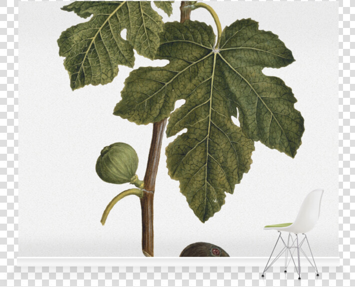 Vitis  HD Png DownloadTransparent PNG