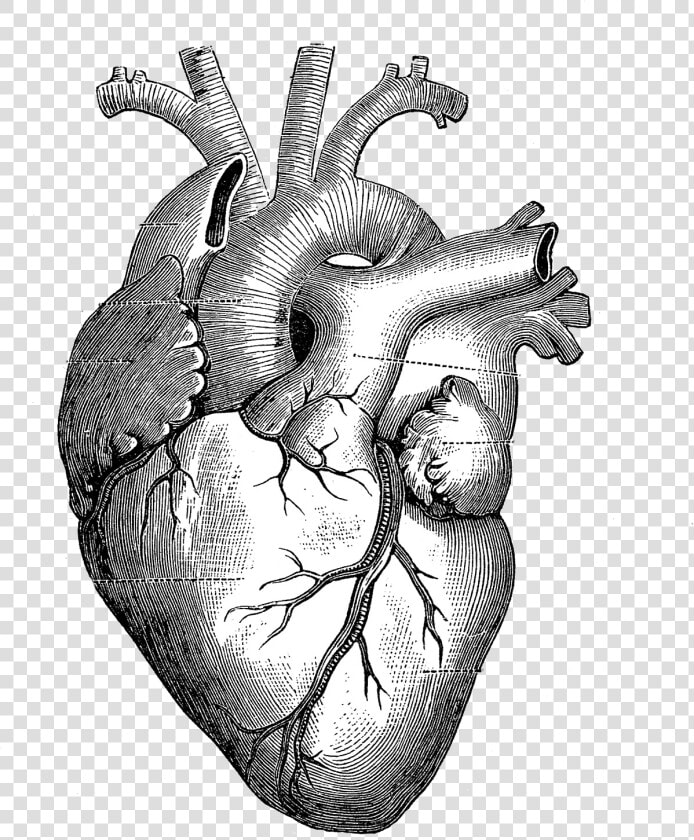 Drawing Anatomy Heart Diagram   Heart Anatomy Drawing  HD Png DownloadTransparent PNG