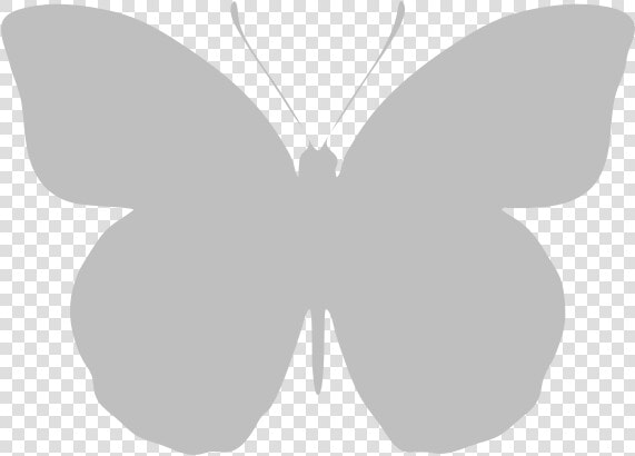 Typical Recto Orange tip   Transparent White Butterfly Png  Png DownloadTransparent PNG