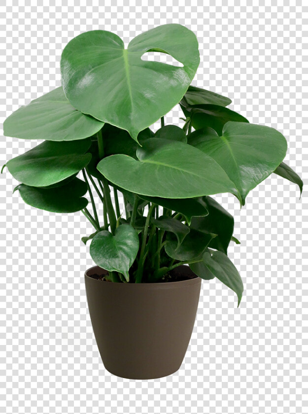 Small Monstera Plant Care  HD Png DownloadTransparent PNG