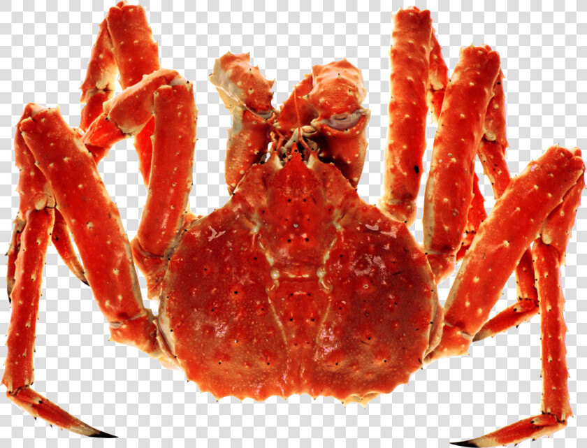 Transparent Hermit Crab Clipart   Red King Crab Png  Png DownloadTransparent PNG