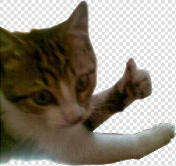 Catineo Gatinho Gato Catineo Felizineo Joinha Png Et   Gatinho Png  Transparent PngTransparent PNG