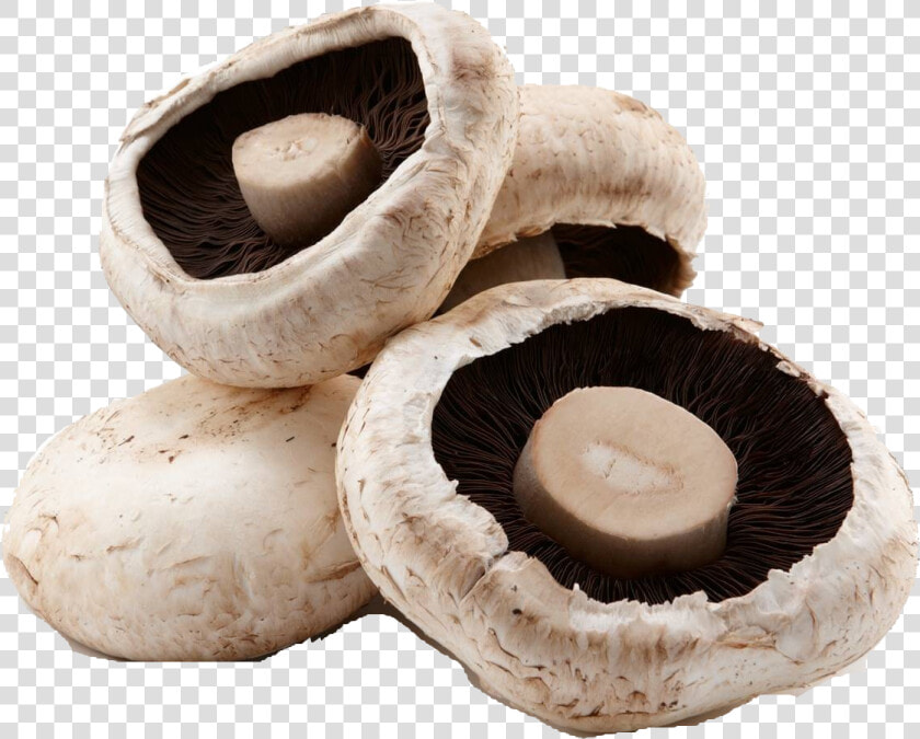 Mushroom Png Image File   Shiitake  Transparent PngTransparent PNG