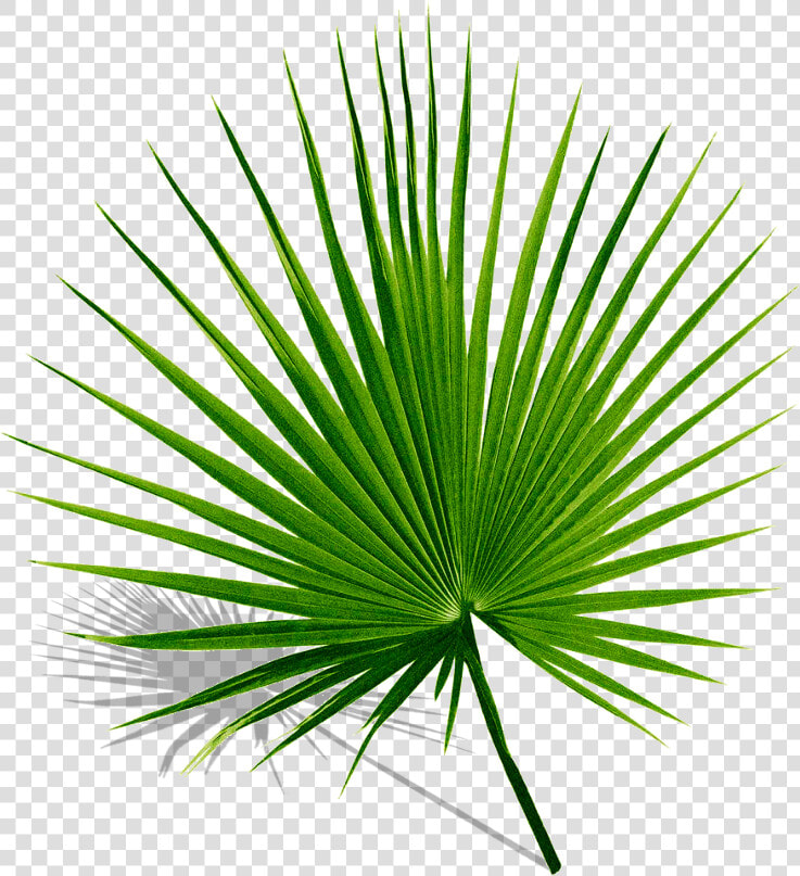  palm  palms  leaf  leaves  green  tropics  summer   Palmyra Palm Leaf  HD Png DownloadTransparent PNG