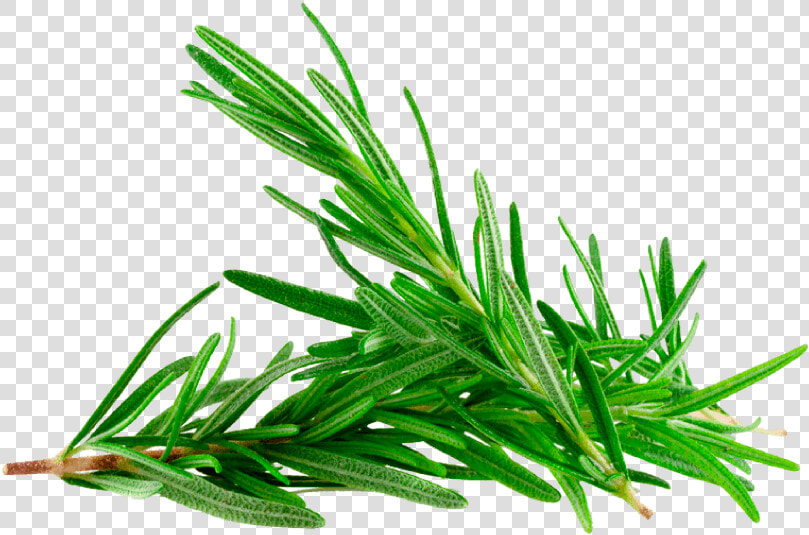 Rosemary Plant Png  Transparent PngTransparent PNG