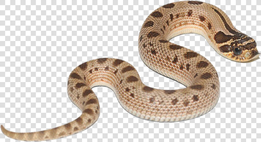 Anaconda Free Png Images   Hognose Snake Conda Morph  Transparent PngTransparent PNG