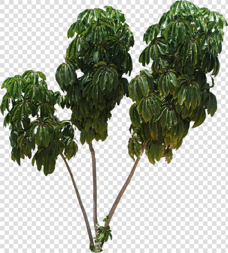 Tree Texture Mapping Schefflera Arboricola   Transparent Background Fig Tree Png  Png DownloadTransparent PNG