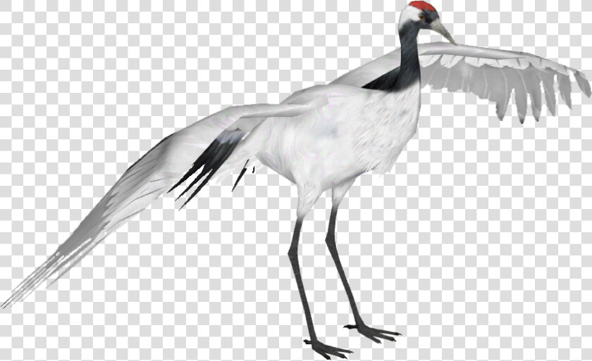 Red Crowned Crane   Transparent Red Crowned Crane  HD Png DownloadTransparent PNG