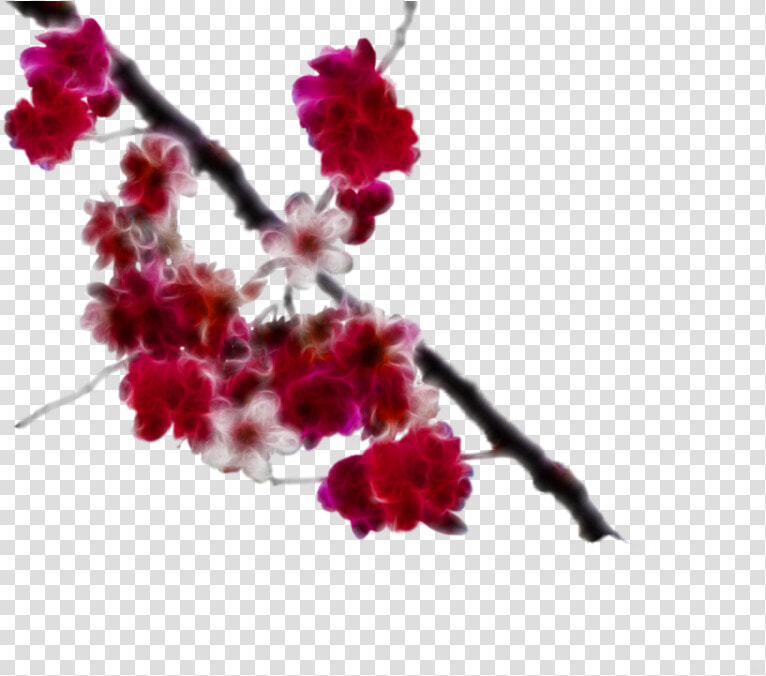 Download Cherry Blossom Clipart   Red Cherry Blossom Png Real  Transparent PngTransparent PNG