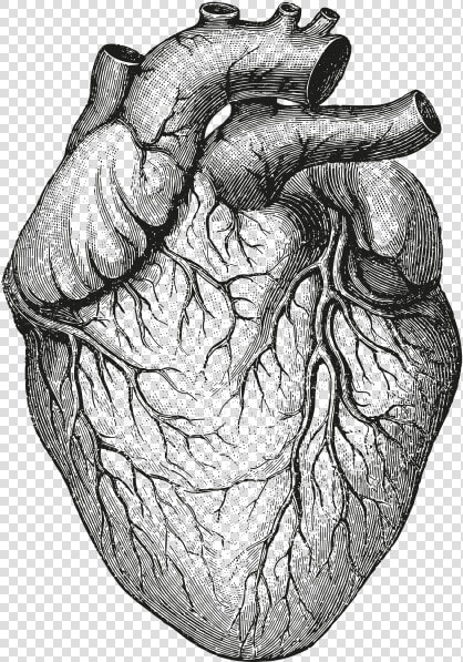 Human Body heart drawing black And White sketch gesture   Transparent Background Anatomical Heart Png  Png DownloadTransparent PNG