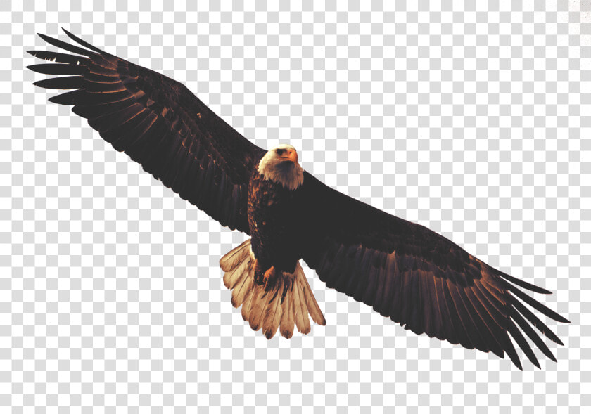 Golden Eagle Clipart Dead Eagle   Eagle Flying Transparent Background  HD Png DownloadTransparent PNG