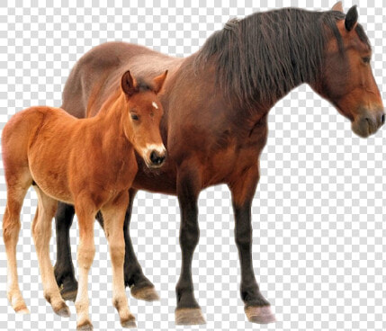  horse  mare  foal   Horse With Colt Png  Transparent PngTransparent PNG