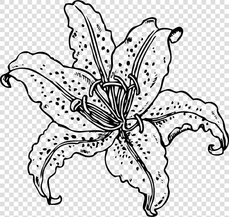 Tiger Lily Cliparts   Lily Flower Outline Png  Transparent PngTransparent PNG