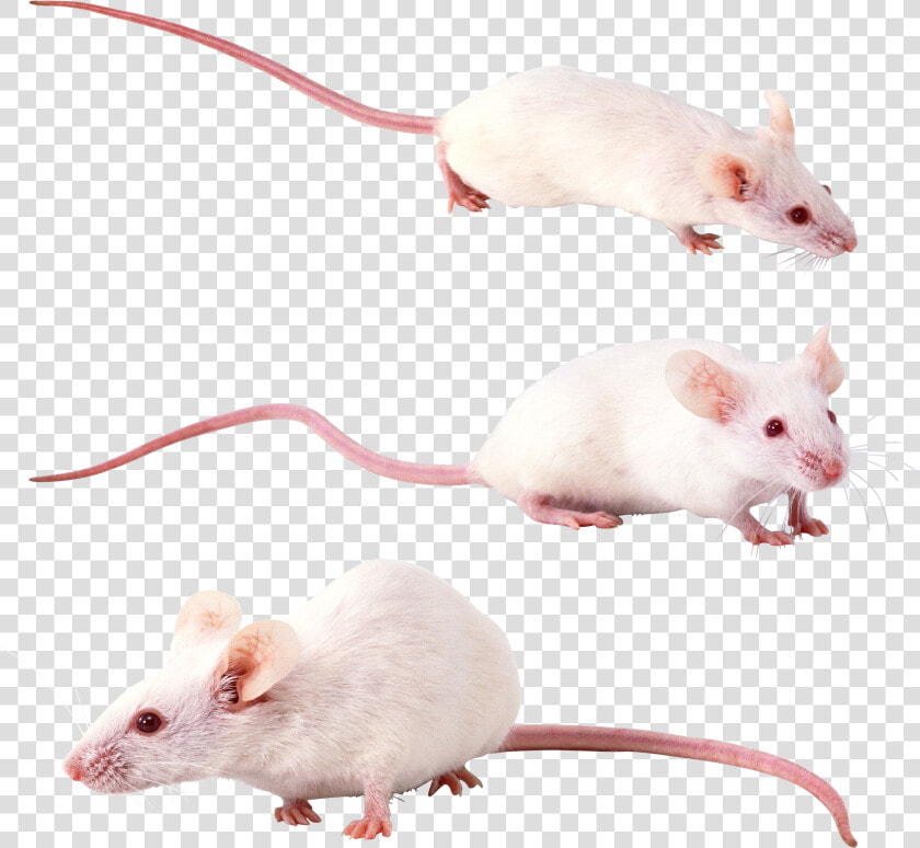 Mouse  Rat Png Image   Белая Крыса Png  Transparent PngTransparent PNG