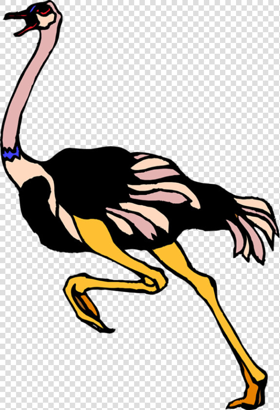 Publicat De Eu Ciresica La   Common Ostrich Vector  HD Png DownloadTransparent PNG