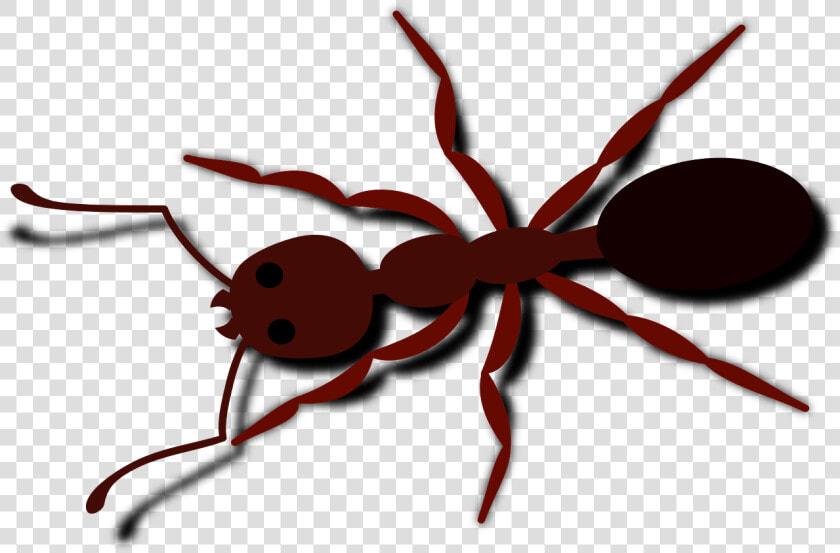 Vector Ant Png   Ant Clip Art  Transparent PngTransparent PNG