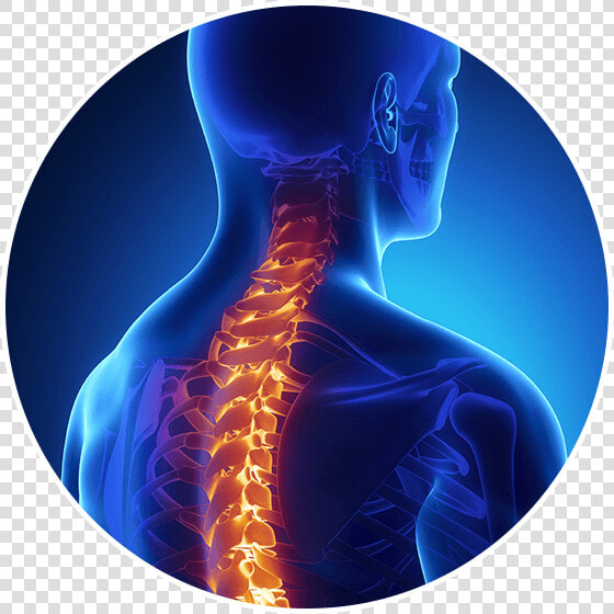 X Ray Backbone  HD Png DownloadTransparent PNG