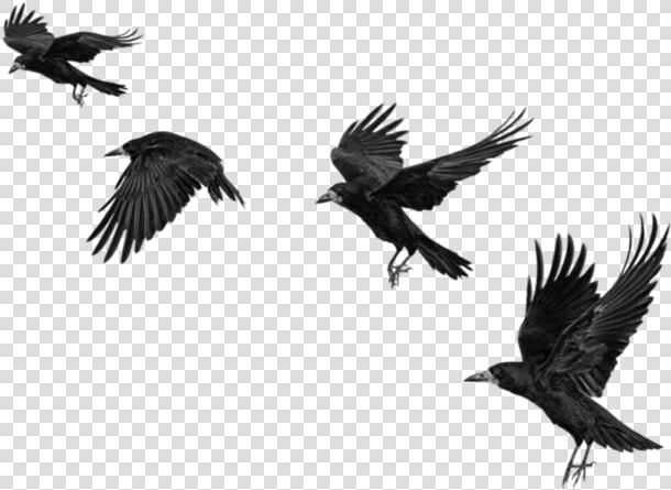  raven  ravens  birds  bird  crow  crows  fly  blackbirds   Crow Png For Picsart  Transparent PngTransparent PNG