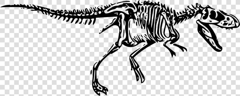 Transparent Dinosaur Bone Clipart   Dinosaur Skeleton Png Transparent Background  Png DownloadTransparent PNG