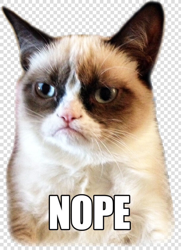 Grumpy Cat Nope Gif  HD Png DownloadTransparent PNG