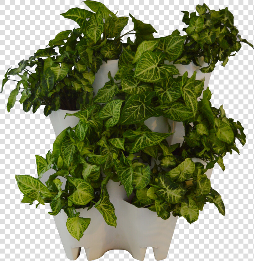 Green Wall From The Box   Flowerpot  HD Png DownloadTransparent PNG