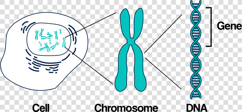 Transparent Chromosome Clipart   Chromosomes And Genes  HD Png DownloadTransparent PNG