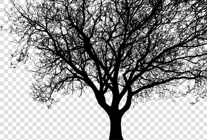 Silhouette Tree Branch Clip Art   Trees Branches Silhouette Png  Transparent PngTransparent PNG