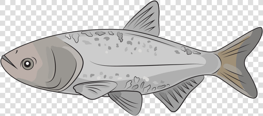 Giant Carp  HD Png DownloadTransparent PNG