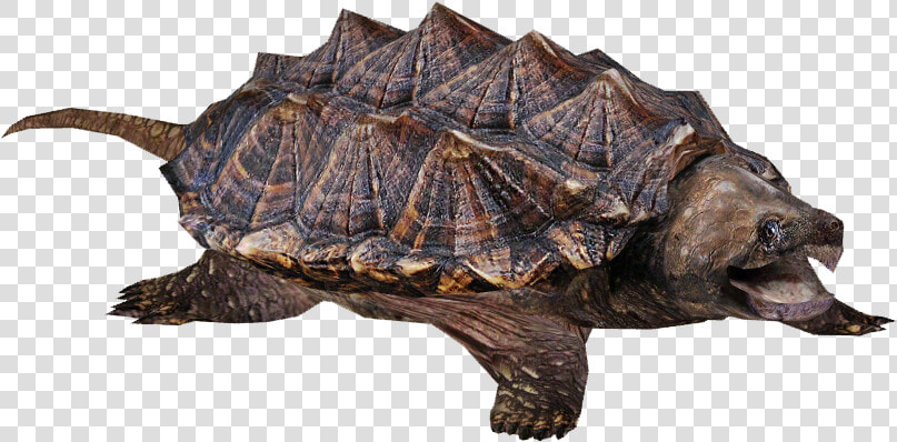 Snapping Turtle Transparent Background  HD Png DownloadTransparent PNG