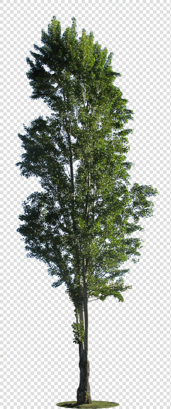 Poplar Tree Cut Out  HD Png DownloadTransparent PNG