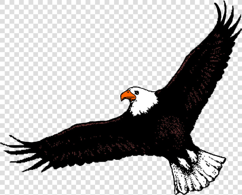 Bald Eagle Clipart Flight Clipart   Eagle Flying Clip Art  HD Png DownloadTransparent PNG