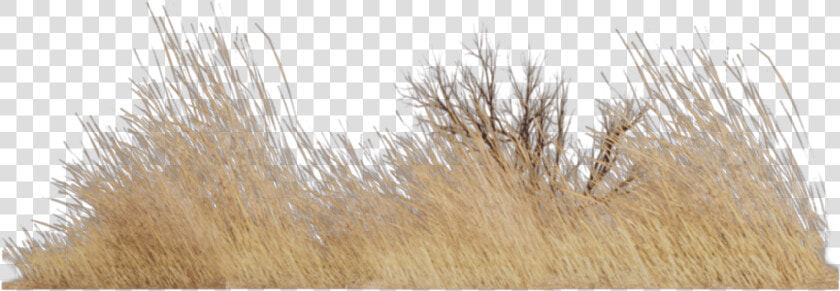  grass  nature  old  vintage  landscape  brown   Grass  HD Png DownloadTransparent PNG