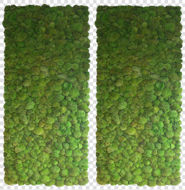 Bun Moss Wall 2   Interior Green Wall Texture  HD Png DownloadTransparent PNG